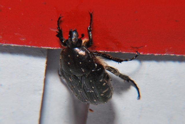 Oxythyrea funesta